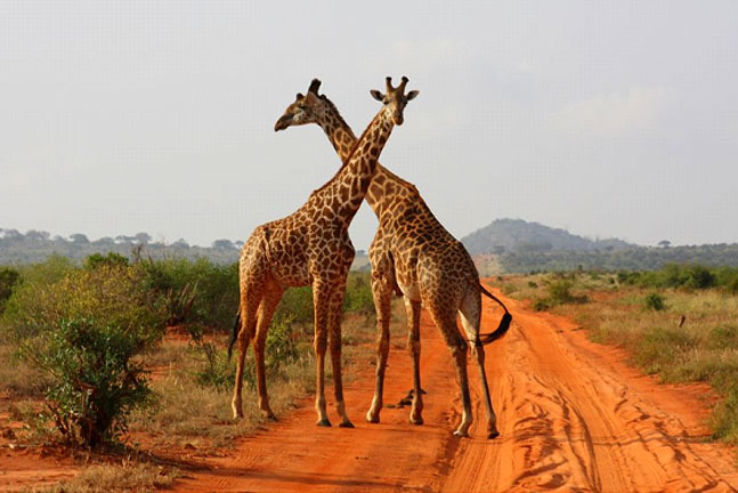Tsavo National Park Trip Packages