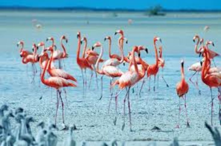 Inagua National Park Trip Packages