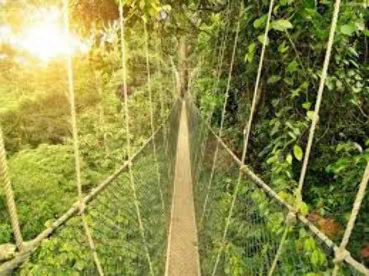 Taman Negara Trip Packages
