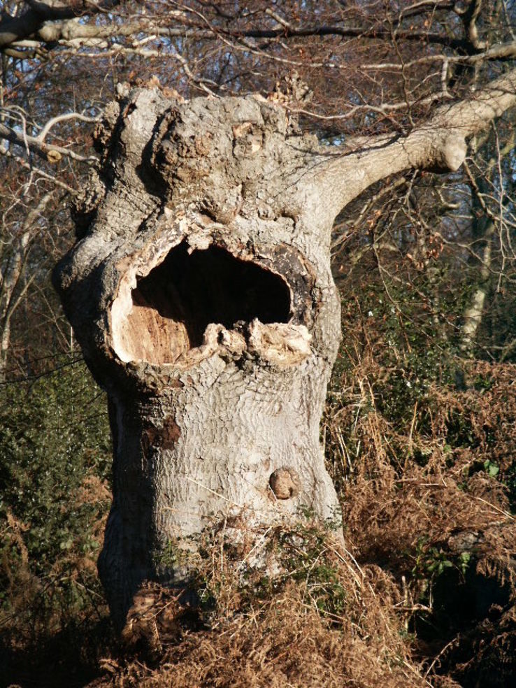 Burnham Beeches Trip Packages