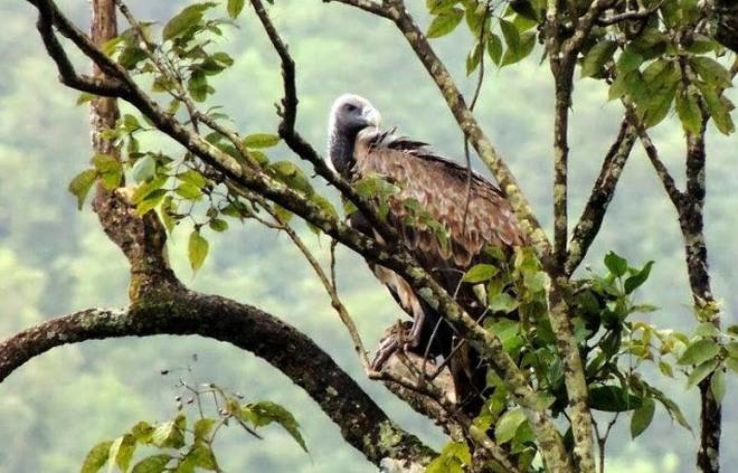 Bird watching in Ramnagara Trip Packages