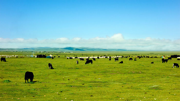 Ruoergai Grassland Trip Packages