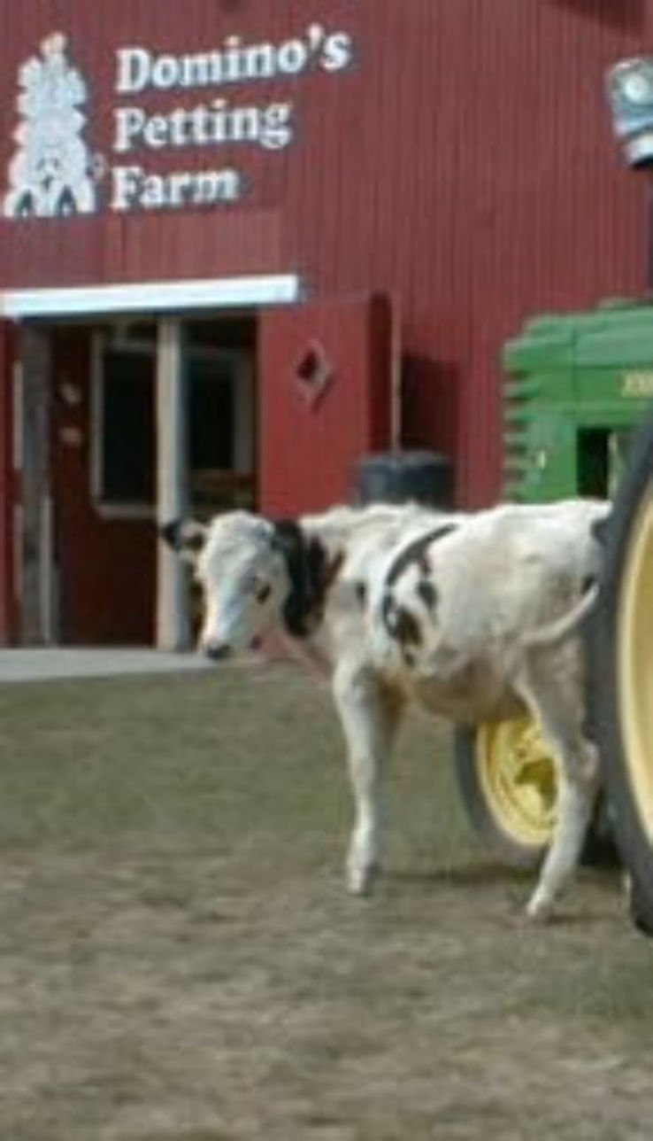 The Petting Farm  Trip Packages