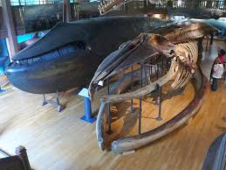 Gothenburg Museum of Natural History Trip Packages