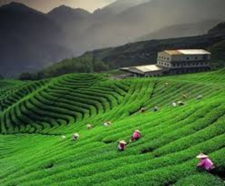 Kausani tea Estate Trip Packages
