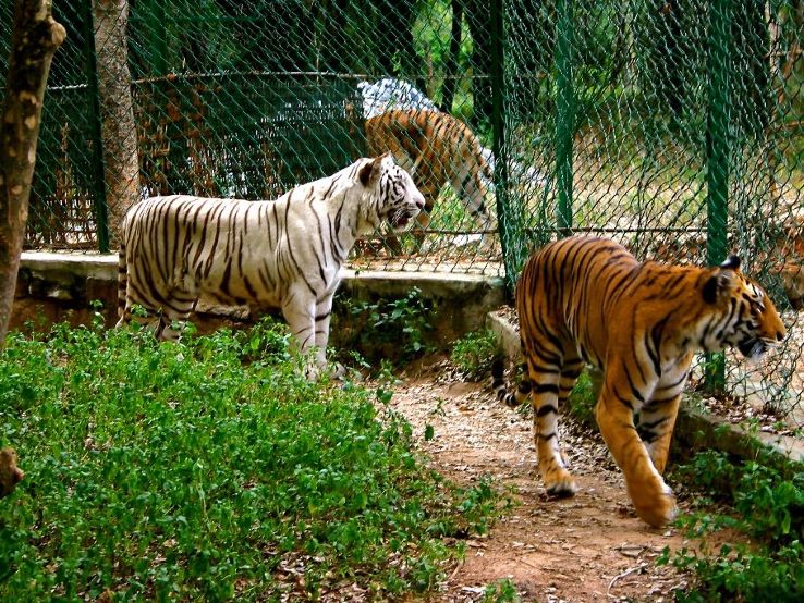 BANNERGHATTA BIOLOGICAL PARK Trip Packages