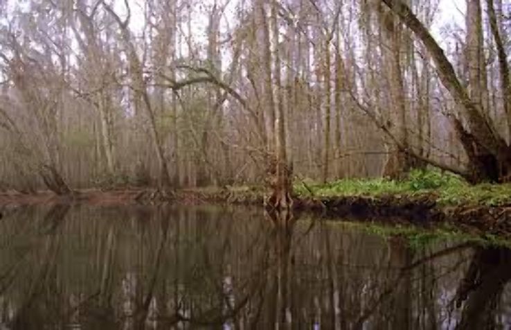 Lower Hillsborough Wilderness Preserve Trip Packages