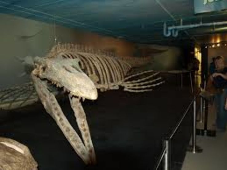 Canadian Fossil Discovery Centre Trip Packages