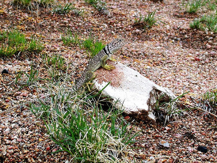 Elena Gallegos Open Space Trip Packages