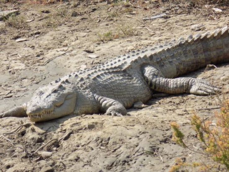 Crocodile Breeding Centre Trip Packages