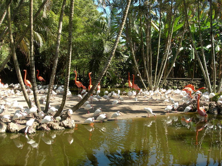 Flamingo Garden Trip Packages