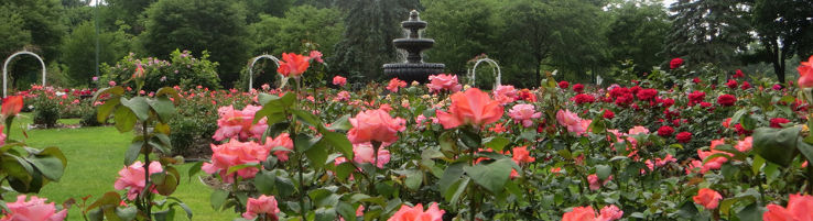 Central Park Rose Garden Trip Packages