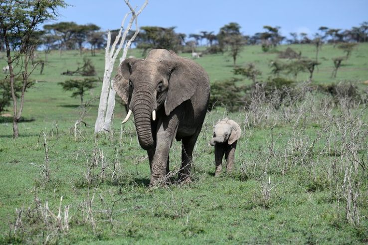 Atypical Samburu National Reserve Trip Packages