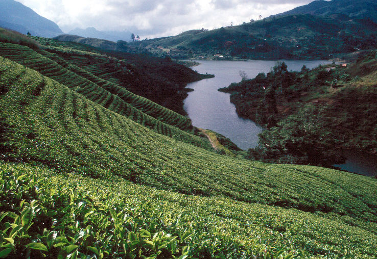 Pedro Tea Estate Trip Packages