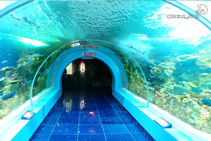 Fakieh Aquarium Trip Packages