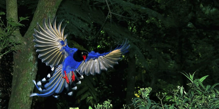 Bird Watching Trip Packages