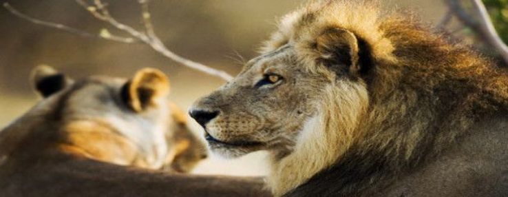 Lion Safari Wildlife Park Trip Packages