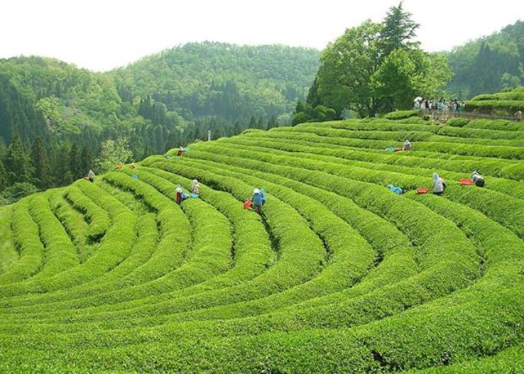 Dragon well tea village Trip Packages