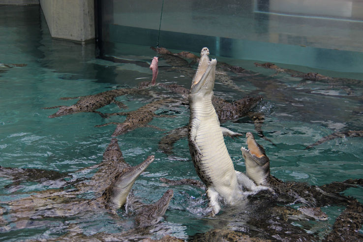 Crocosaurus Cove Trip Packages