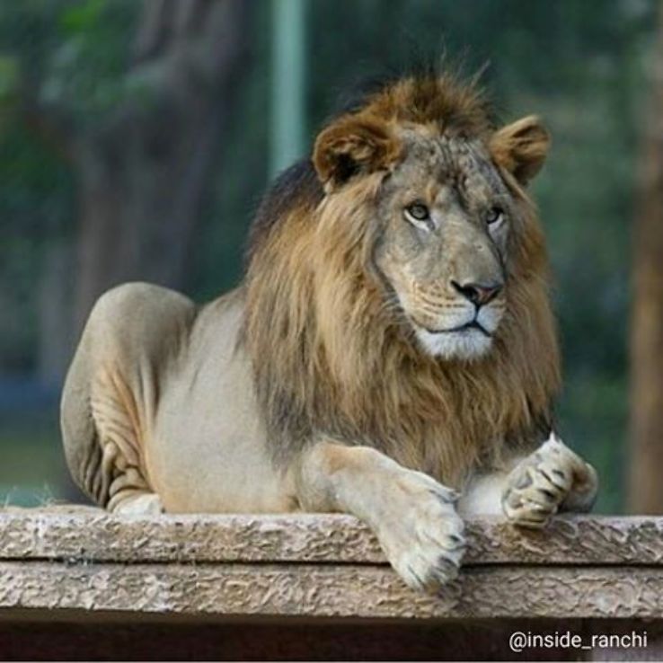 Birsa Zoological Park  Trip Packages