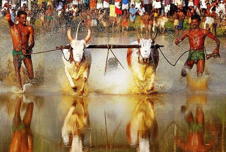 Maramadi Bull Race Trip Packages