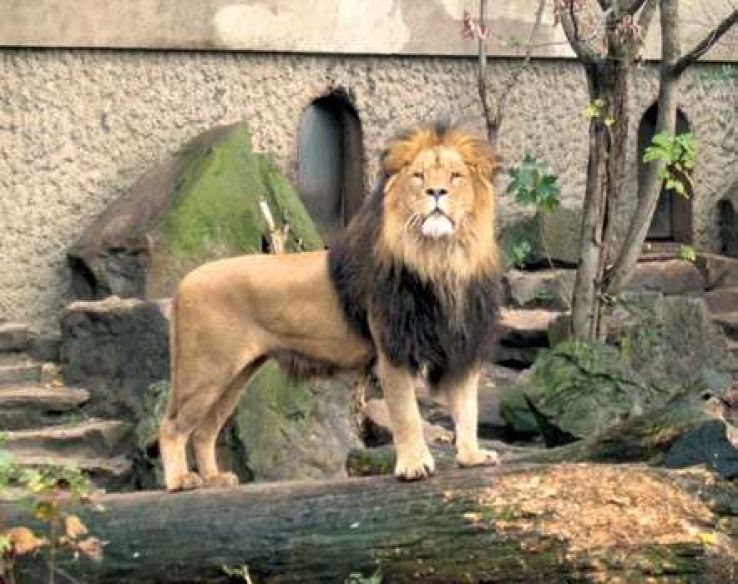 Artis Trip Packages Artis Trip Packages