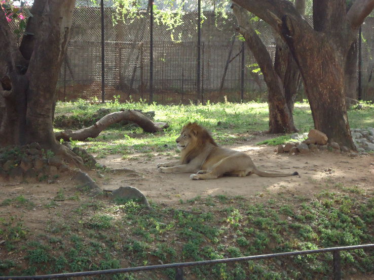 Mysore Zoo Trip Packages