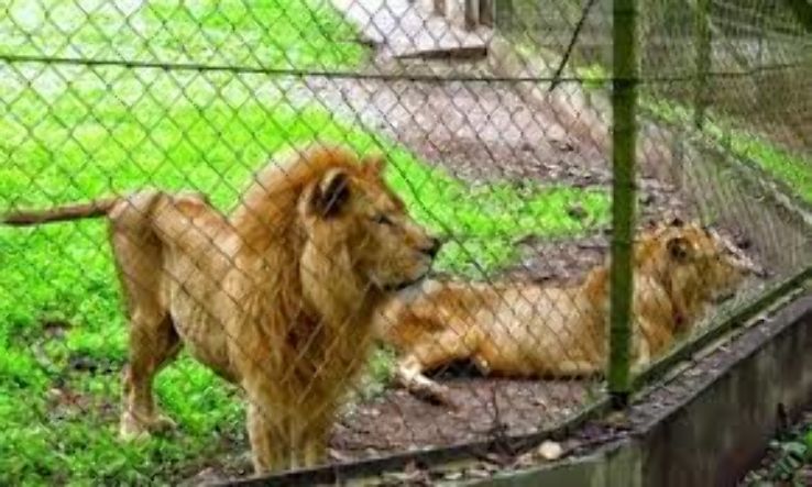 Port Harcourt Zoo Trip Packages