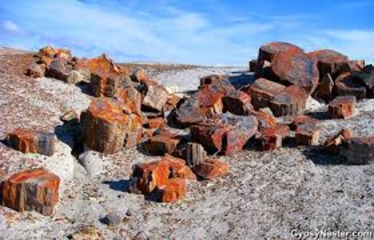 Peruse the Petrified Trip Packages