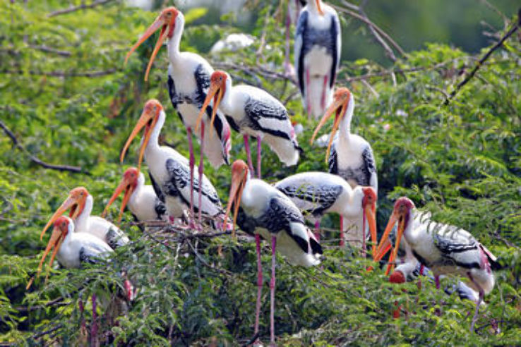 Bharatpur National Park Trip Packages