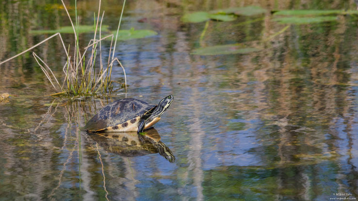 Everglades National Park  Trip Packages