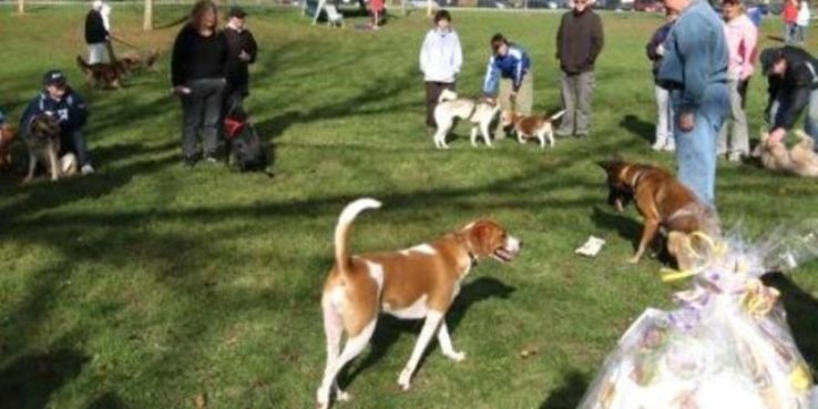 Greenway Off Leash Dog Park Trip Packages