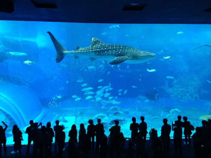 Okinawa Churaumi Aquarium Trip Packages