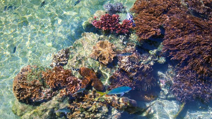 Daydream Island Living Reef Trip Packages