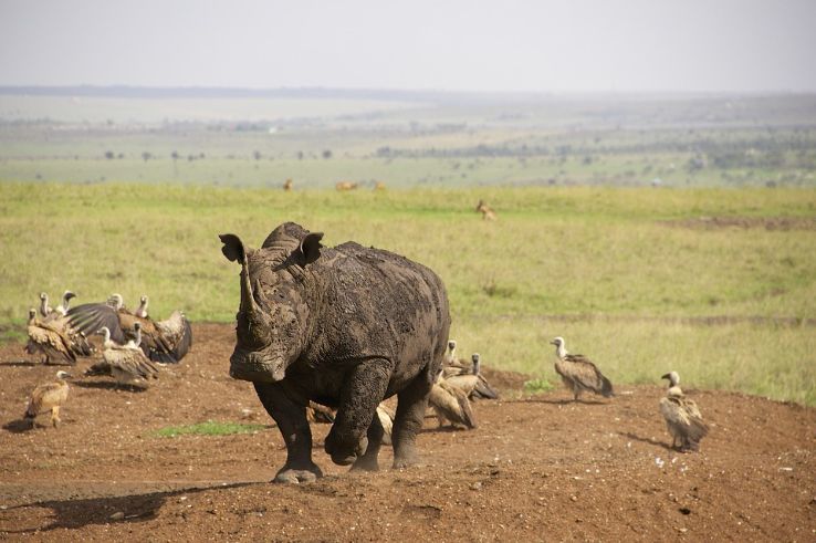 Nairobi National Park Trip Packages