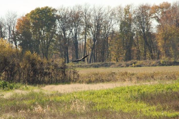 Shiawassee National Wildlife Refuge Trip Packages