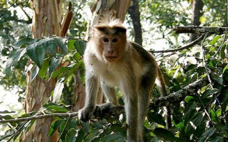 Nagarjunasagar Wildlife Sanctuary  Trip Packages