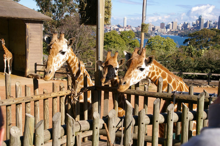 Taronga Zoo Trip Packages