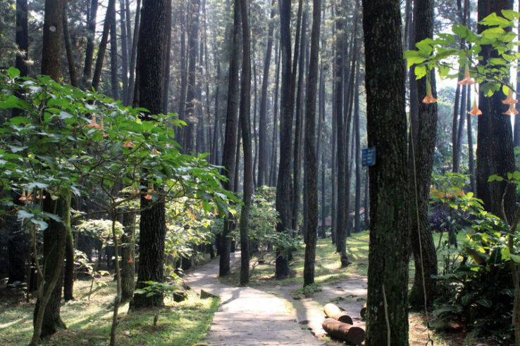 Djuanda Forest Park Trip Packages