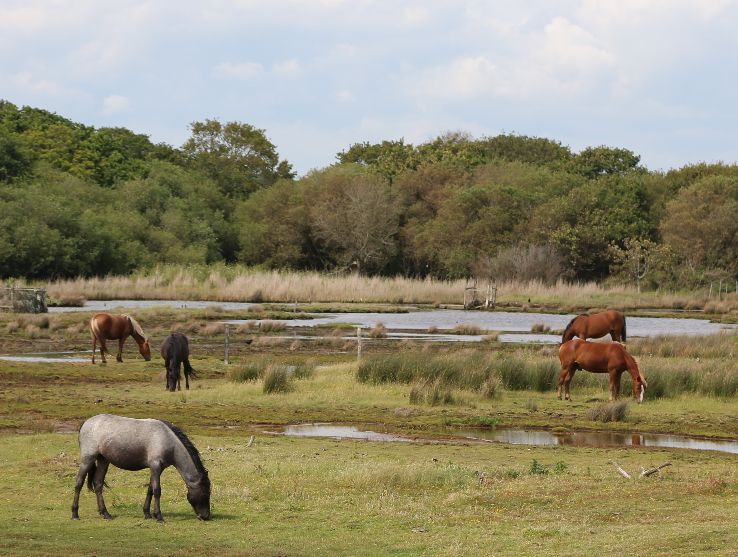 The New Forest Trip Packages