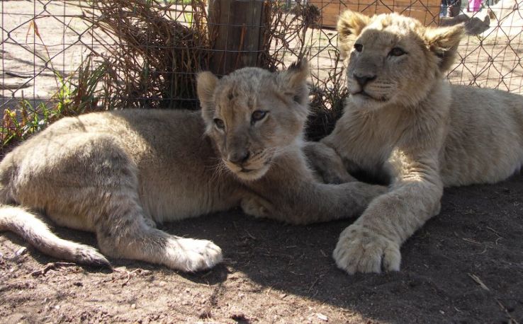 Lion Park Trip Packages