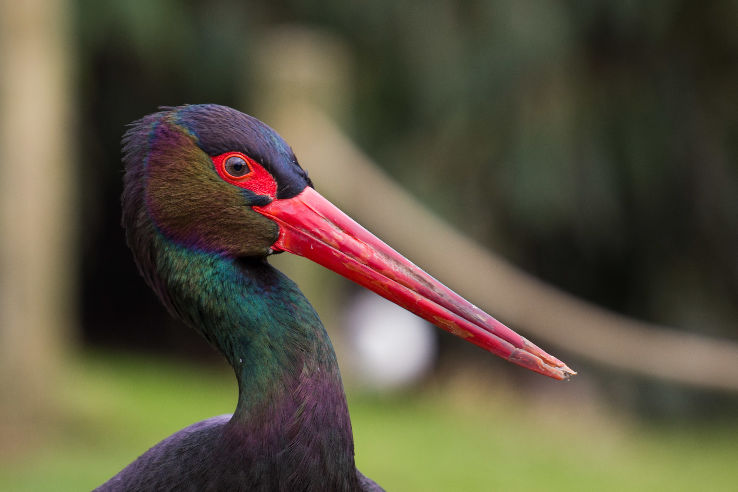 Dierenrijk Trip Packages