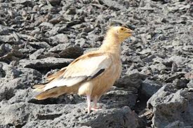 Gobaad Plain Trip Packages