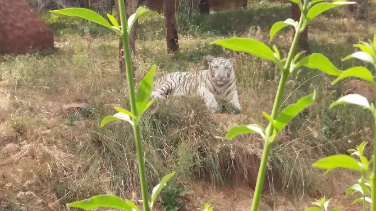 Sri Venkateswara Zoological Park  Trip Packages