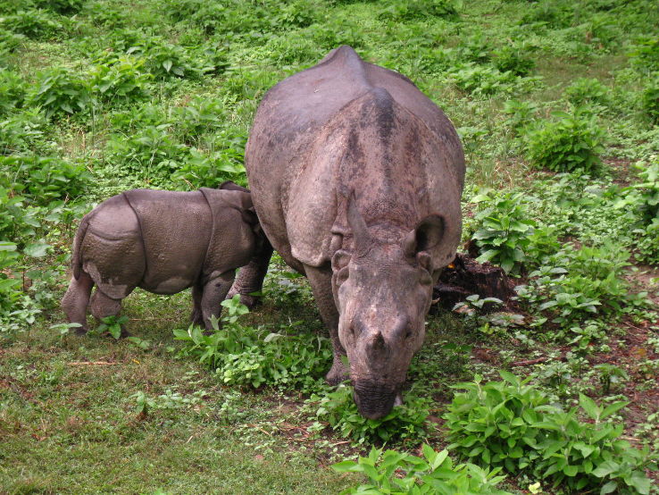 Chitwan National Park  Trip Packages