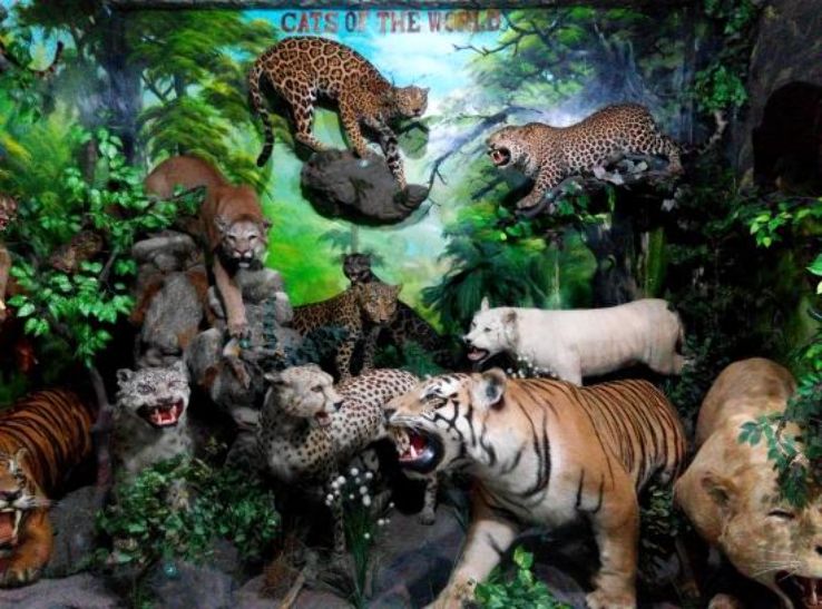 Rahmat International Wildlife Museum & Gallery  Trip Packages