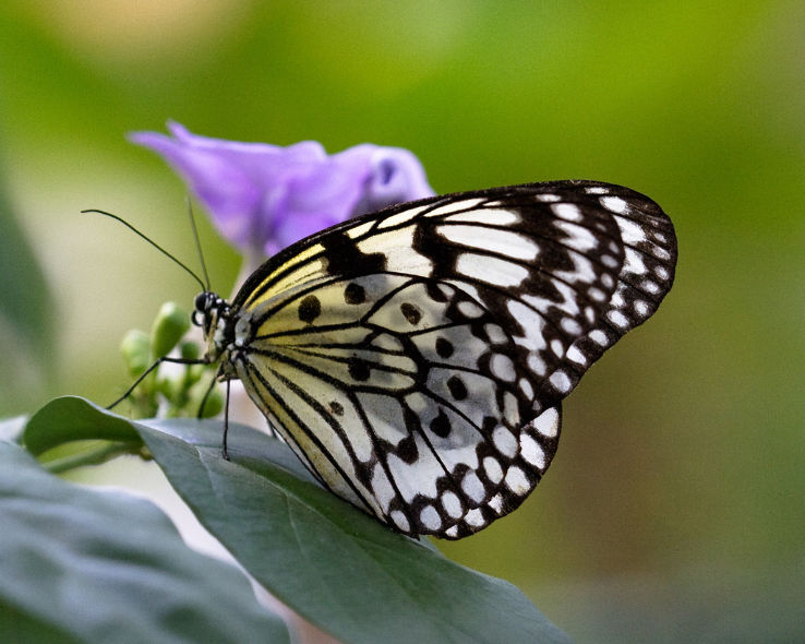 Key West Butterfly and Nature Conservatory  Trip Packages