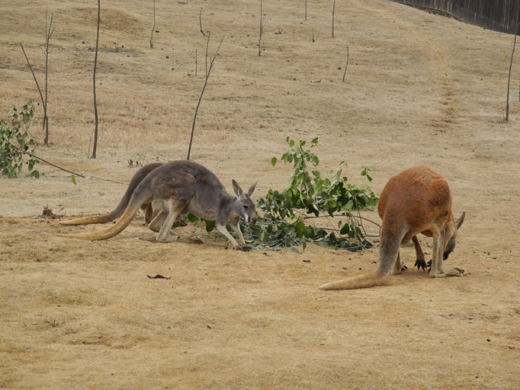 Hefei Wildlife Park Trip Packages