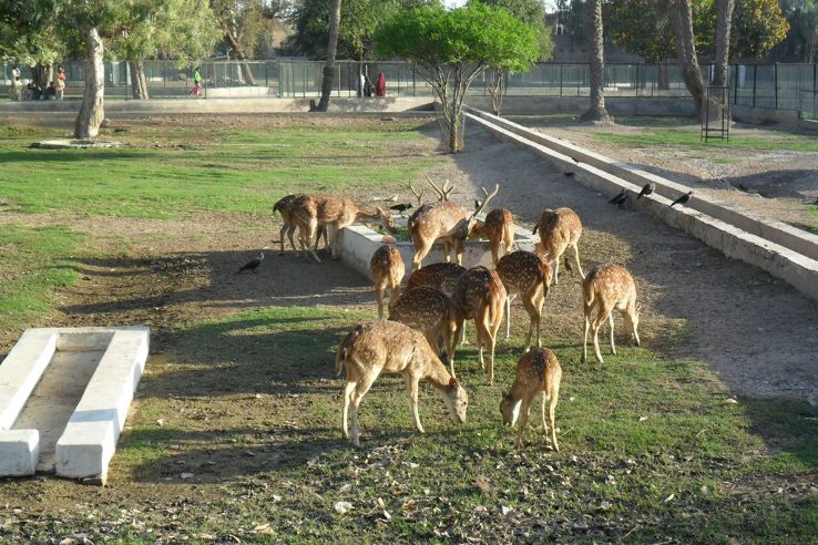 Bahawalpur Zoo Trip Packages