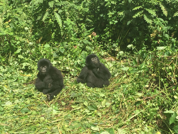 Virunga National Park Trip Packages